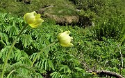 11 Boccioli di Pulsatilla alpina sulfurea